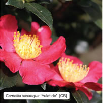 Camellia sasanqua ‘Yuletide’  [CB]