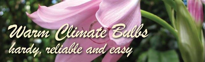 Warm Climate Bulbs Warm Climate Bulbs