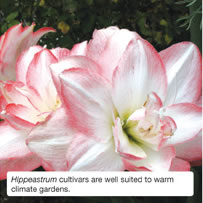 Hippeastrum cultivars are well suited to warm climate gardens.