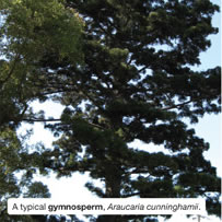 A typical gymnosperm, Araucaria cunninghamii.