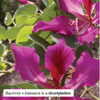 Bauhinia x blakeana is a dicotyledon.
