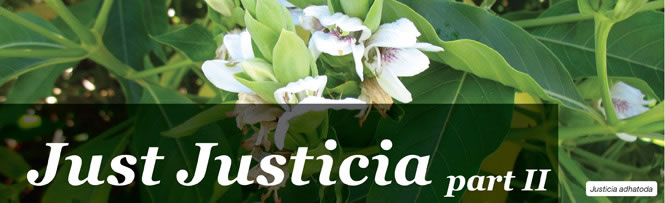 Just Justicia Part 2 Just Justicia Part 2