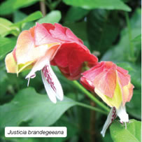 Justicia brandegeeana