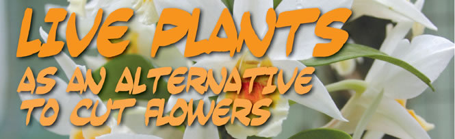 Live Plants as Alternative to Cut Flowers Live Plants as Alternative to Cut Flowers