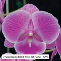 Phalaenopsis Dendi Meh-Teh ‘GiGi’  [GM]