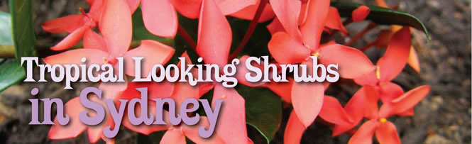 Tropical Looking Shrubs in Sydney Tropical Looking Shrubs in Sydney