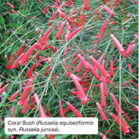 Coral Bush (Russelia equisetiformis syn. Russelia juncea).