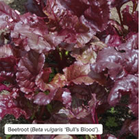 Beetroot (Beta vulgaris ‘Bull’s Blood’).