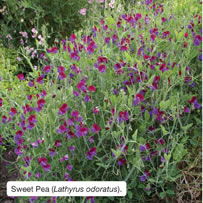 Sweet Pea (Lathyrus odoratus).