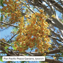 Pan Pacific Peace Gardens, Ipswich
