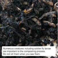 Numerous creatures including soldier fly larvae are important to the composting process.  Do not kill them when you see them.