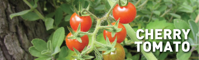 Cherry Tomato