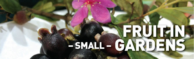 Fruit in Small Gardens