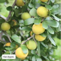 Kei Apple