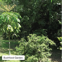 Bushfood Garden