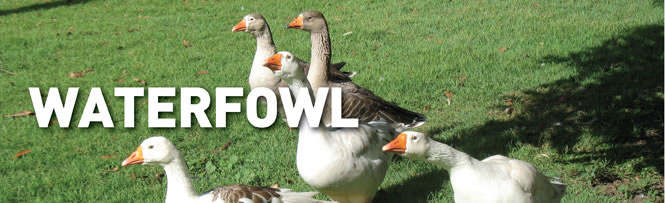 Waterfowl