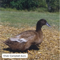 Khaki Campbell duck.