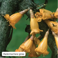 Radermachera ignea