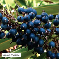 Alpinia coerulea