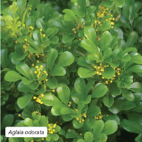 Aglaia odorata