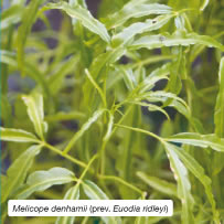 Melicope denhamii (prev. Euodia ridleyi)