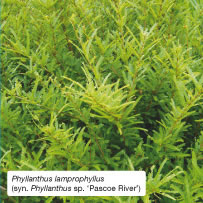 Phyllanthus lamprophyllus (syn. Phyllanthus sp. ‘Pascoe River’)
