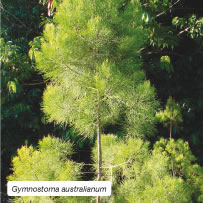 Gymnostoma australianum