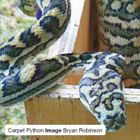Carpet Python Image Bryan Robinson