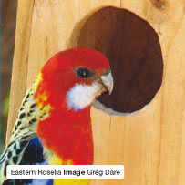 Eastern Rosella  Image Greg Dare
