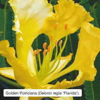 Golden Poinciana (Delonix regia ‘Flavida’)