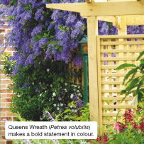 Queens Wreath (Petrea volubilis) makes a bold statement in colour