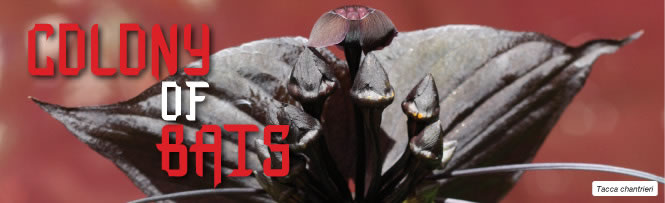 Tacca chantrieri – Black Bat Flower
