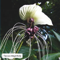 Tacca integrifolia – White Bat Flower