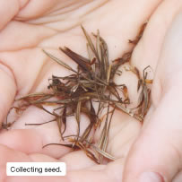 Collecting seed