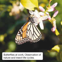 Butterflies at work. Observation of nature and insect life cycles.