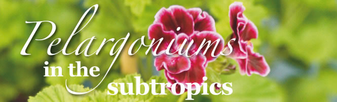 Pelargoniums in the subtropics