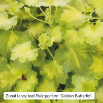 Zonal fancy leaf Pelargonium ‘Golden Butterfly’.