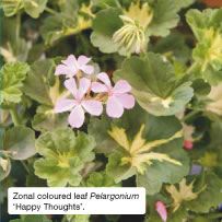 Zonal coloured leaf Pelargonium ‘Happy Thoughts’.
