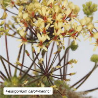 Pelargonium caroli-henrici