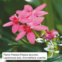 Flame Freesia (Freesia laxa prev. Lapeirousia laxa, Anomatheca cruenta)