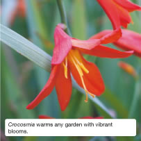 Crocosmia warms any garden with vibrant blooms.