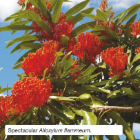 Spectacular Alloxylum flammeum.