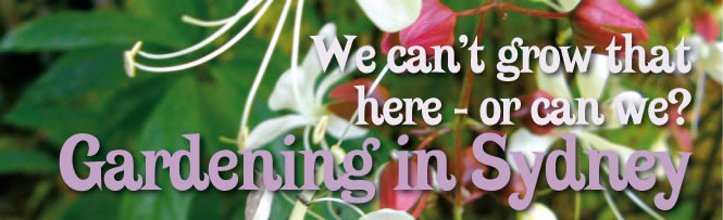 We can’t grow that here - or can we? Gardening in Sydney