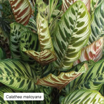 Calathea makoyana