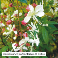 Clerodendrum wallichii Image Jill Collins