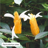 Pachystachys lutea
