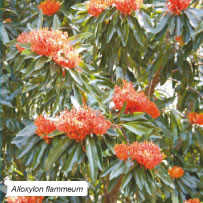 Alloxylon flammeum