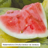 Watermelons (Citrullus lanatus var. lanatus).