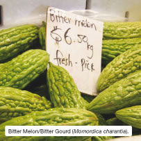 Bitter Melon/Bitter Gourd (Momordica charantia).
