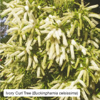 Ivory Curl Tree (Buckinghamia celsissima)